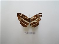 藏品(斷線環蛺蝶)的圖片